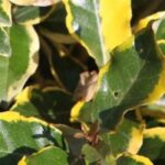 Which Elaeagnus for a hedge?