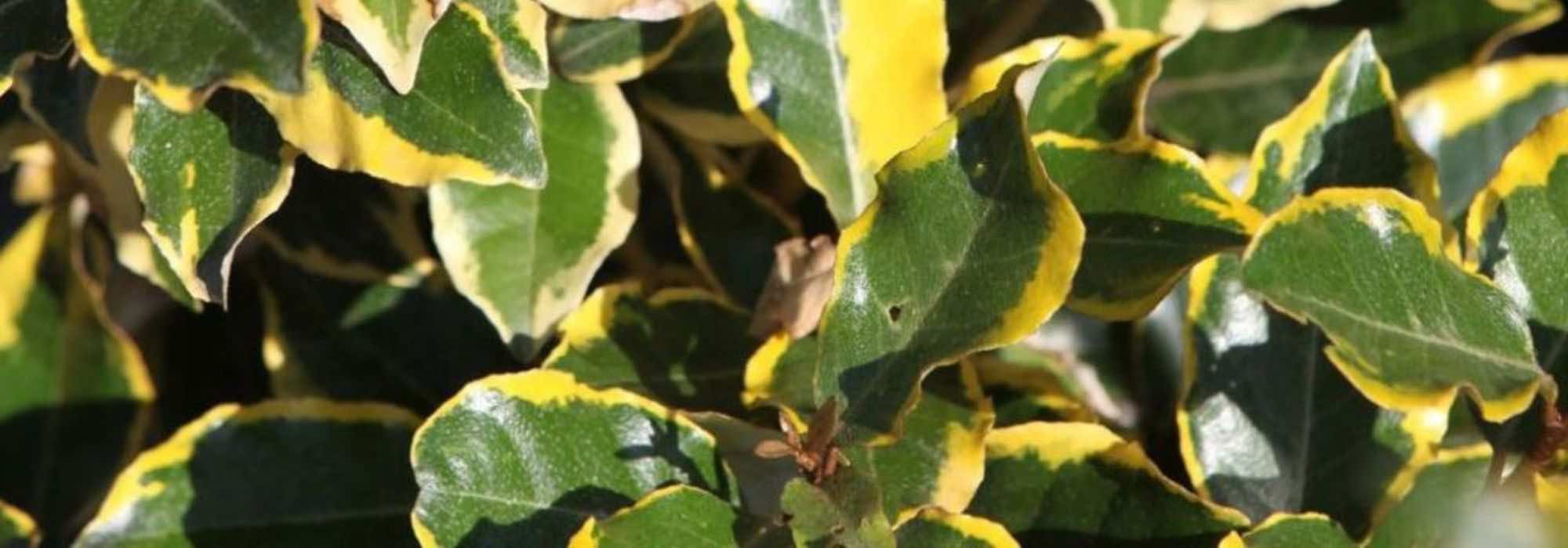 Which Elaeagnus for a hedge?
