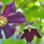 Why isn’t my Clematis flowering?