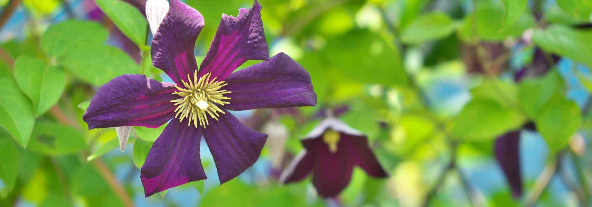 Why isn’t my Clematis flowering?