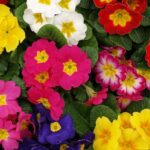 How to divide primroses?