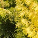 7 golden conifers to plant in a rock garden