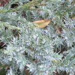 7 blue conifers for rock gardens