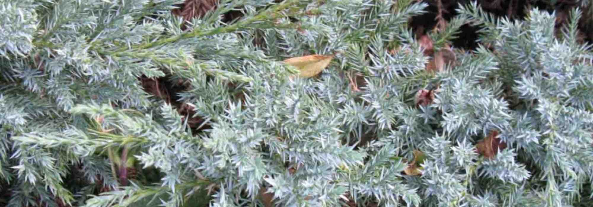 7 blue conifers for rock gardens