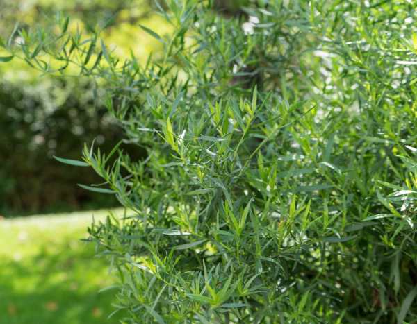 How to divide tarragon?