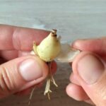 Propagation scaling of bulbs: the technique