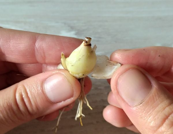 Propagation scaling of bulbs: the technique