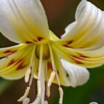 Growing Erythronium in pots