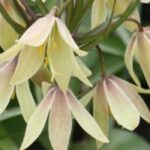 How to choose a fritillary?