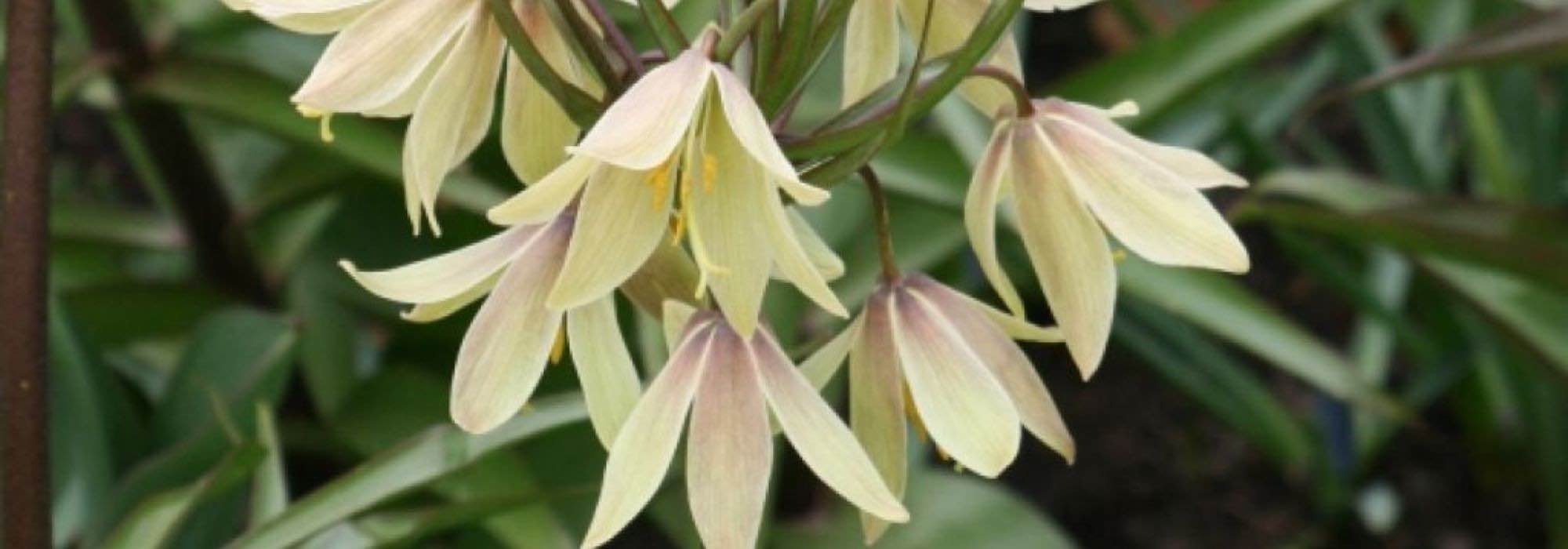 How to choose a fritillary?