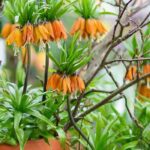 Growing imperial fritillaries in pots