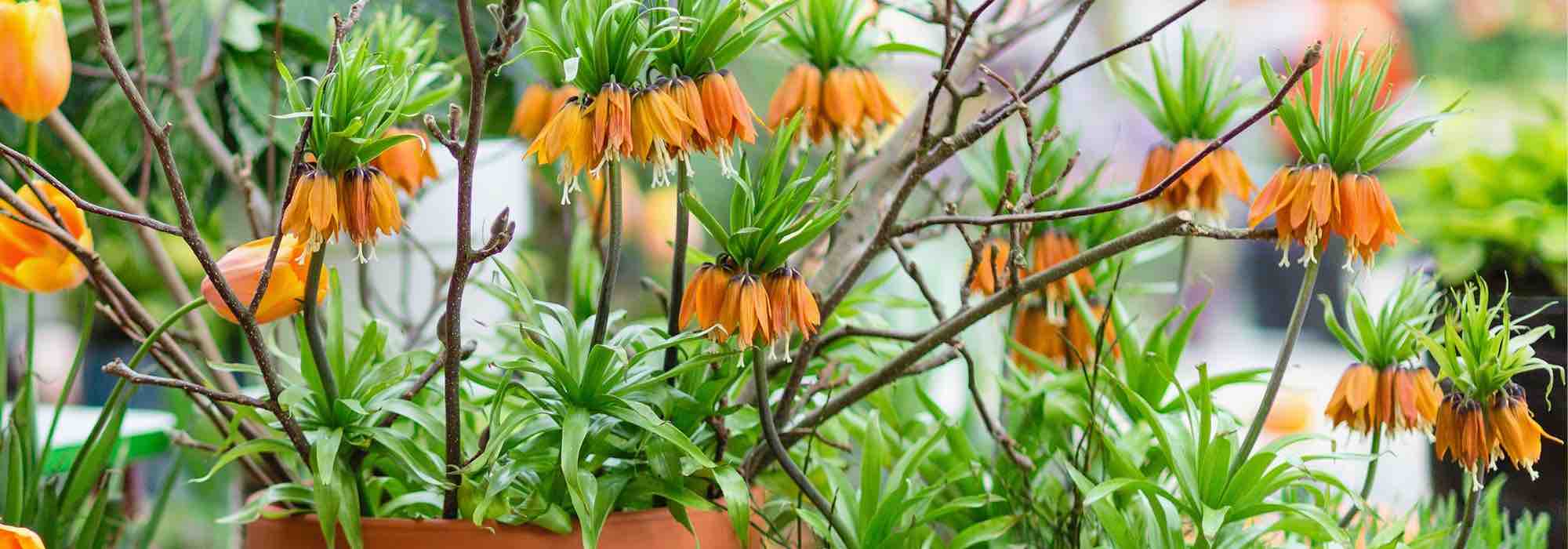 Growing imperial fritillaries in pots
