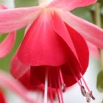 Fuchsia: the best varieties to grow in pots
