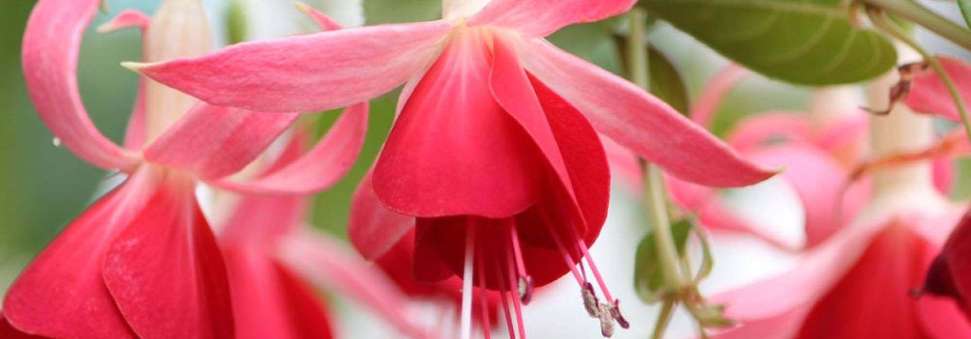 Fuchsia: the best varieties to grow in pots