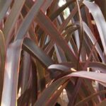 7 bronze-leaved grasses