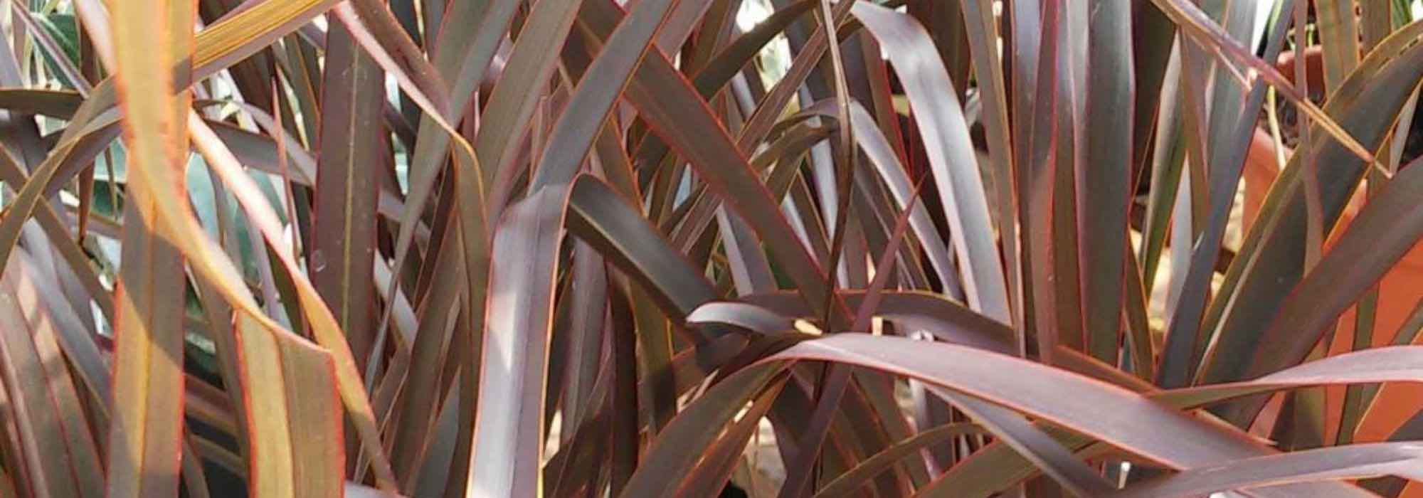 7 bronze-leaved grasses