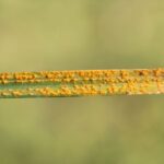 Diseases and parasites of ornamental grasses