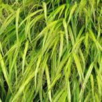 7 ornamental grasses with golden-yellow foliage
