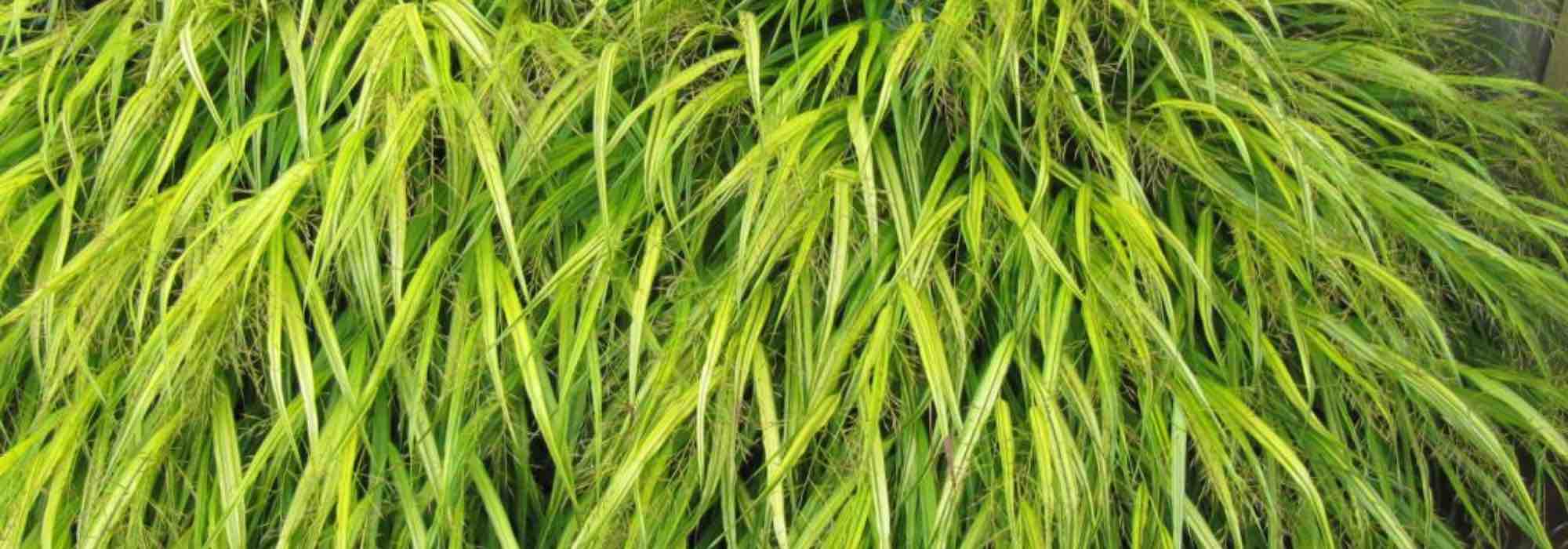 7 ornamental grasses with golden-yellow foliage