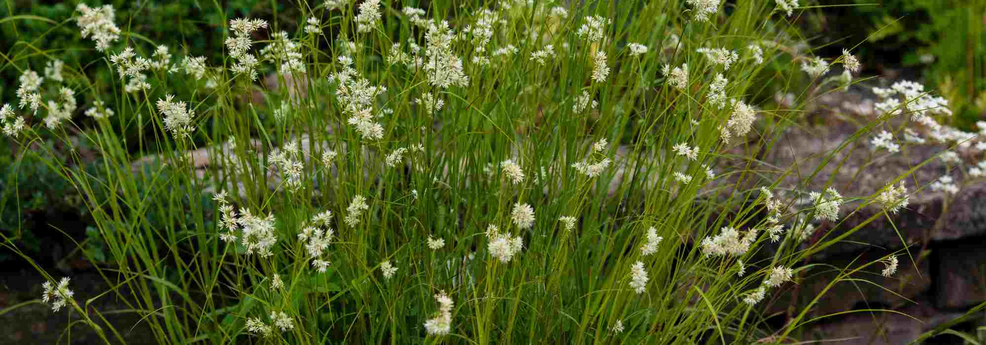 Top 10 ornamental grasses for heavy clay soil