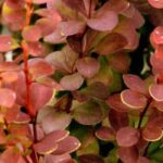 9 hedging shrubs with colourful foliage