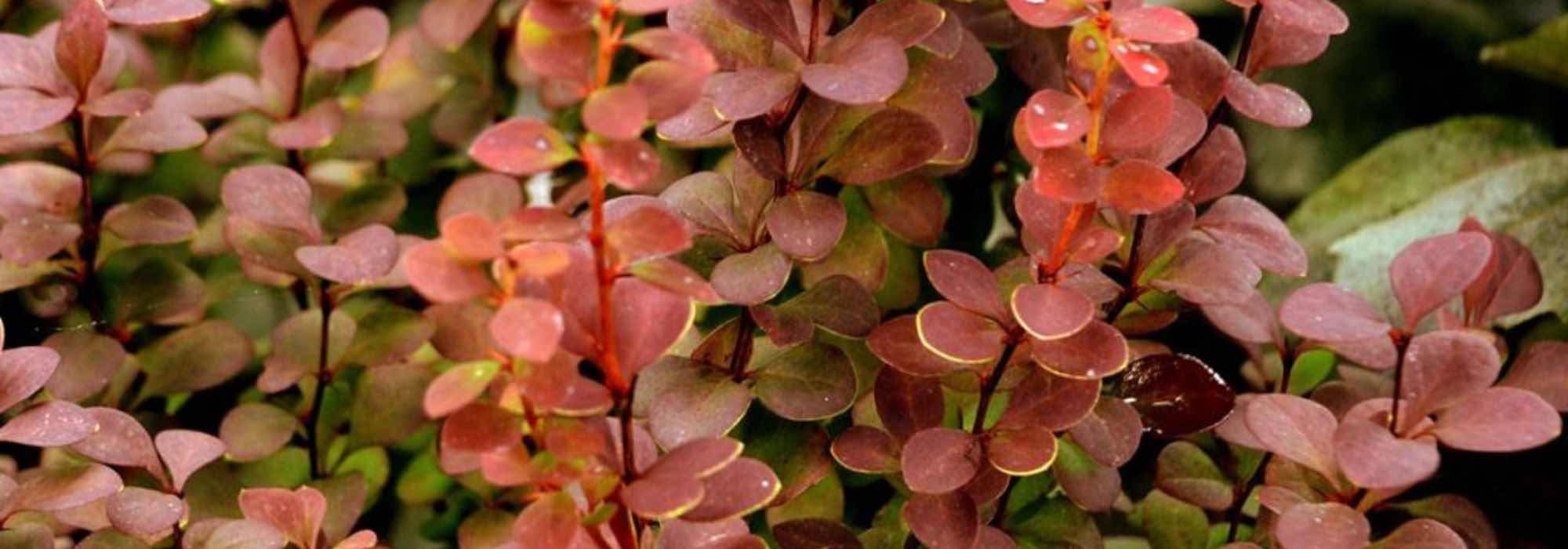 9 hedging shrubs with colourful foliage