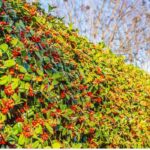 9 ornamental fruit-bearing hedge bushes