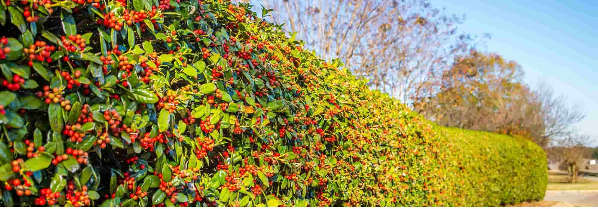 9 ornamental fruit-bearing hedge bushes