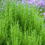 Mediterranean young plants: how to grow them in the North?