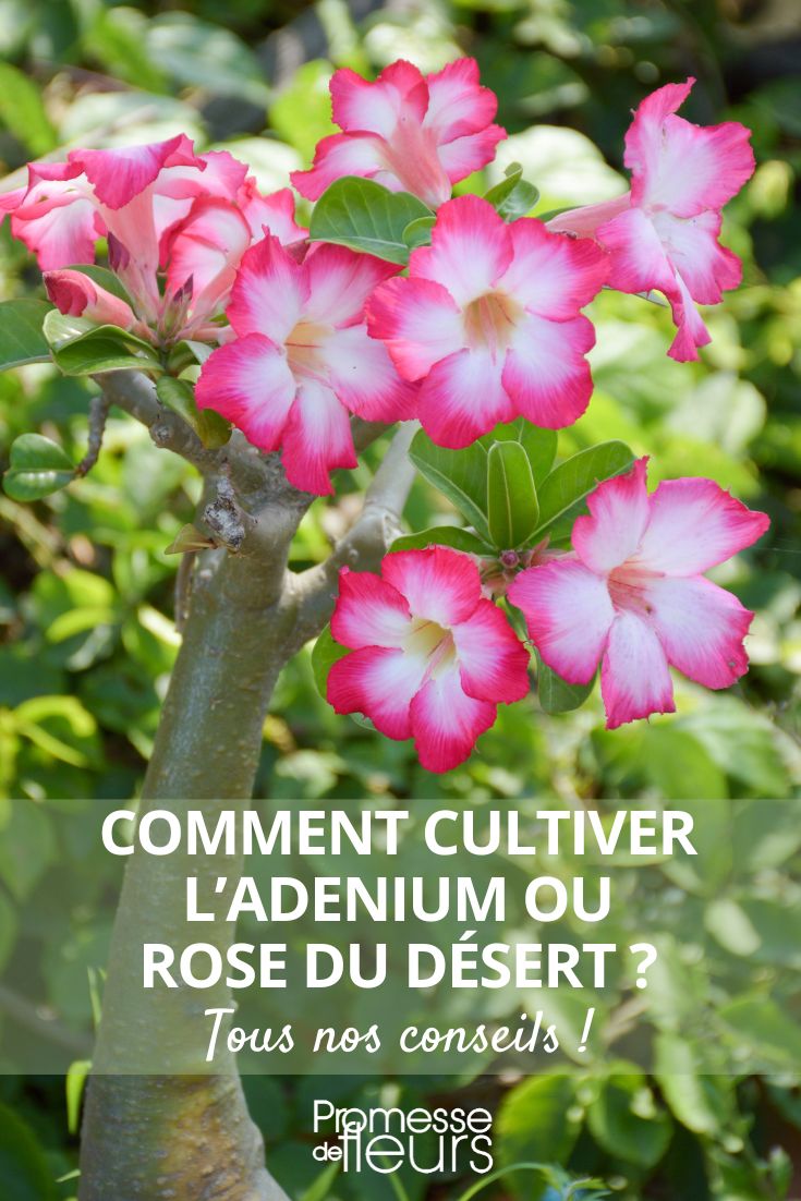 Cultivating Adenium or Desert Rose planting and caring for desert rose (adenium)