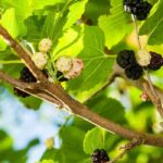 9 ornamental fruit trees