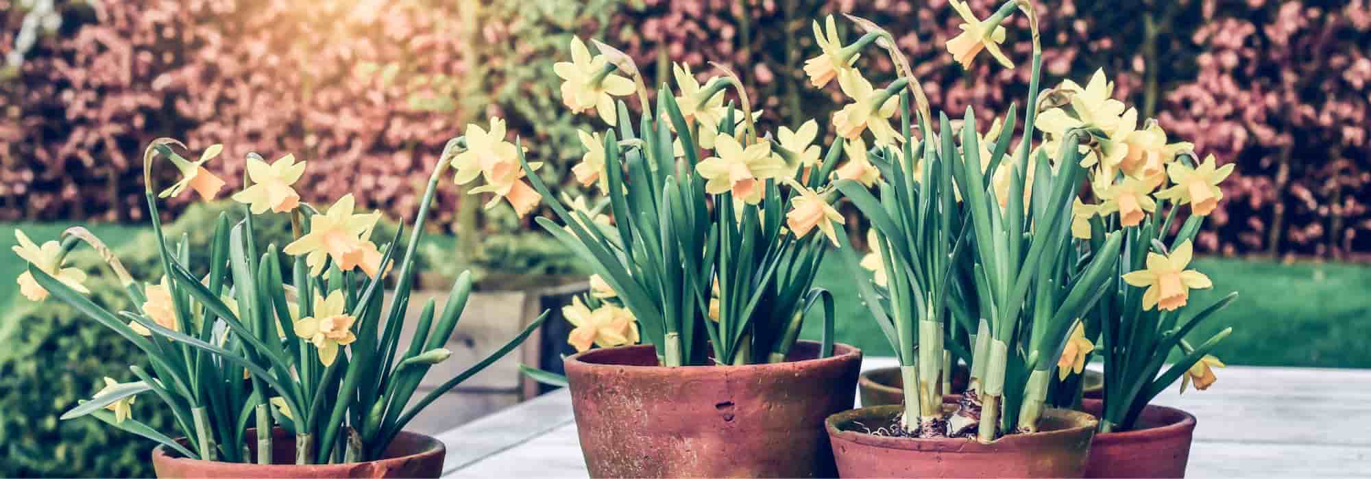 Planting and care of potted narcissus bulbs