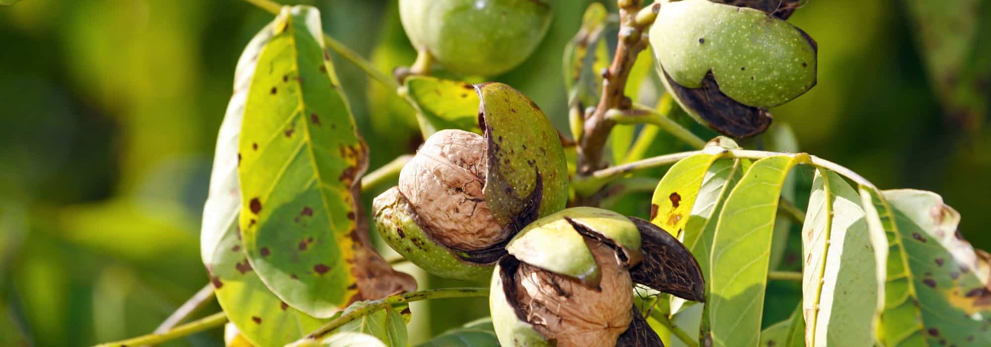 Why isn't my walnut tree bearing fruit?