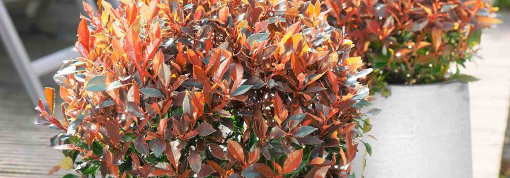 Growing a photinia in a pot