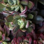 Exotic and easy-care: discover the rosette-forming succulent plants