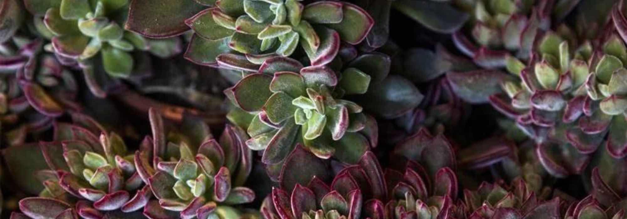 Exotic and easy-care: discover the rosette-forming succulent plants