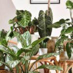 Naturally air-purifying plants