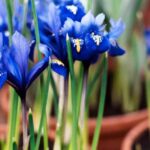 How to plant Dutch iris bulbs?