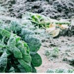 Vegetable garden: stock up on vegetables for winter.