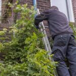 When and how to prune a wisteria?