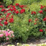 5 rose bushes to border a path