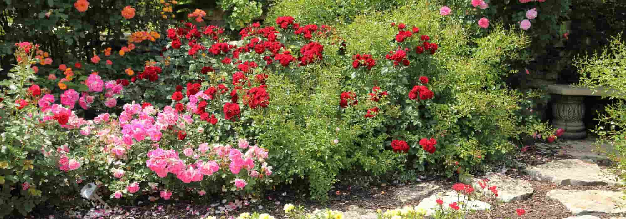 5 rose bushes to border a path