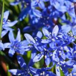 How to grow Scilla in a pot?