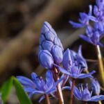 Scillas: the most beautiful varieties