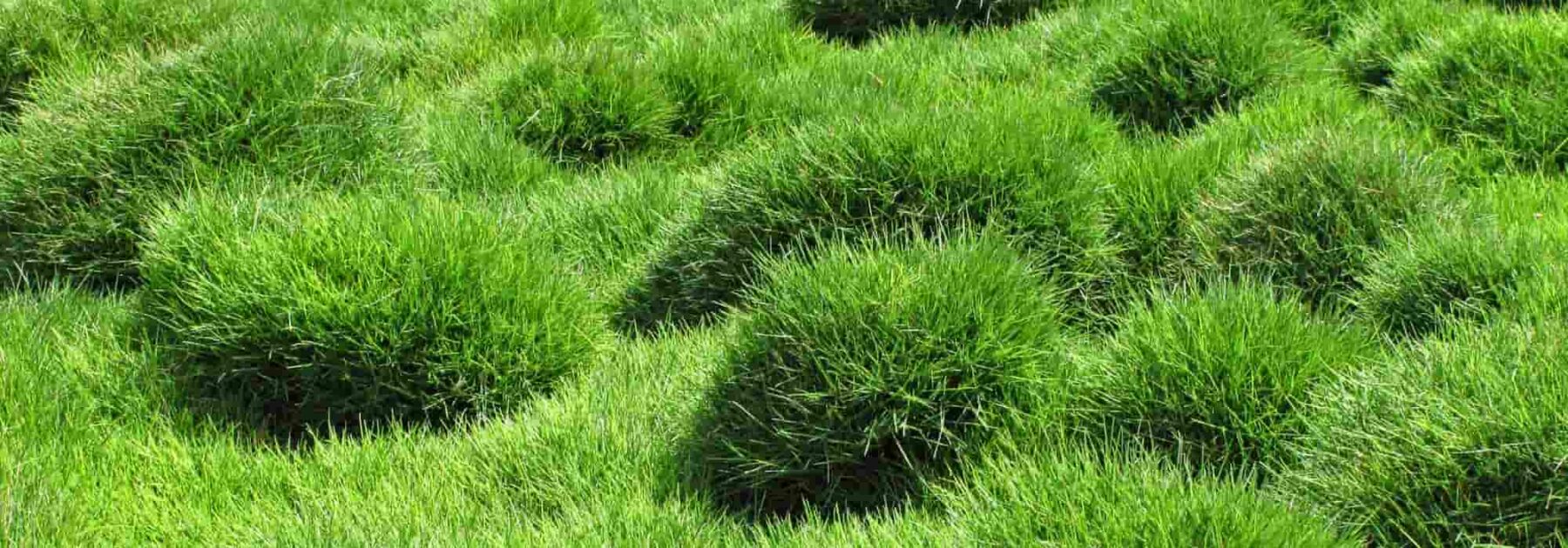 Zoysia tenuifolia or Mascarene Grass : Planting, Cultivation, and Care