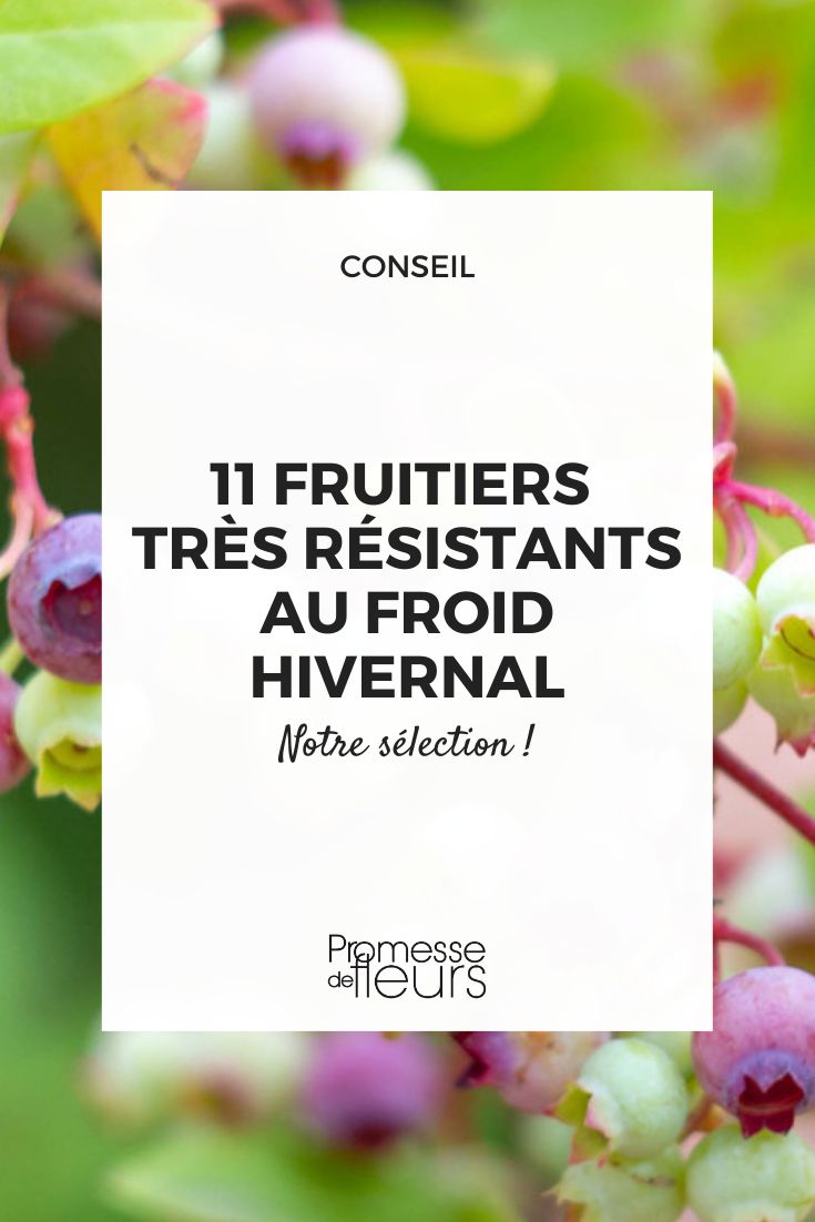 11 cold-hardy fruit trees Blueberry