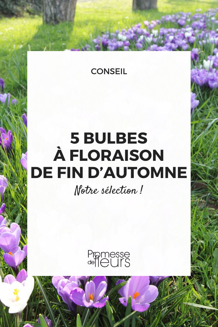 5 late autumn flowering bulbs Crocus cartwrightianus