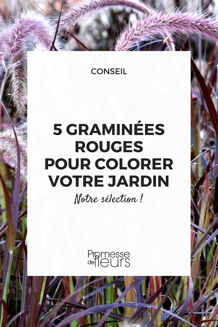 Pennisetum setaceum 'Rubrum'