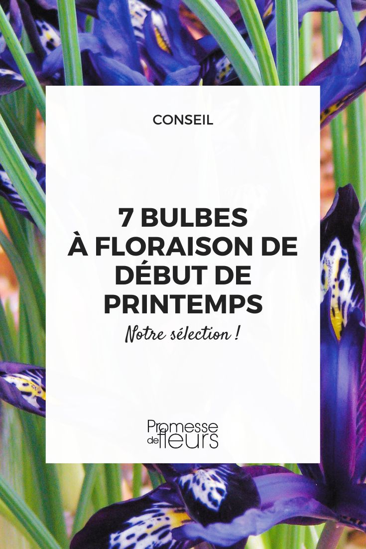 7 early spring flowering bulbs Iris reticulata 'Blue Note'