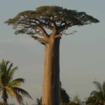 Adansonia - Baobab: Planting and Growing